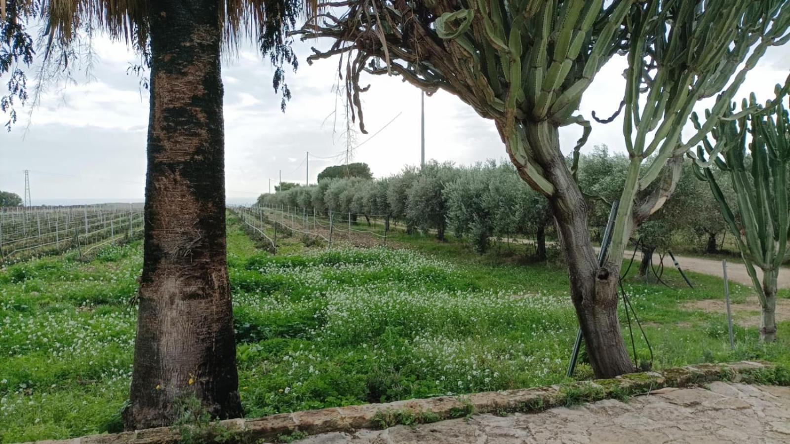 Casa Bouganville Villetta Tra Le Vigne E Il Mare メンフィ エクステリア 写真