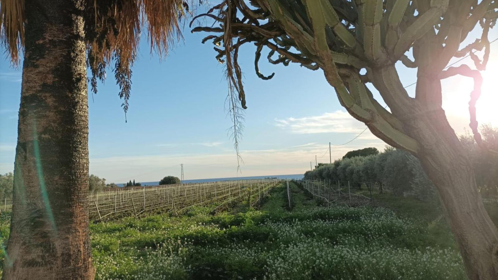 Casa Bouganville Villetta Tra Le Vigne E Il Mare メンフィ エクステリア 写真